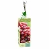 Cheapest ✨ Van Zyverden, Inc. Van Zyverden Inc. Grape Reliance - red seedless 00817 - Plants, Shrubs & Trees 🎉