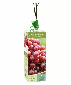 Cheapest ✨ Van Zyverden, Inc. Van Zyverden Inc. Grape Reliance - red seedless 00817 - Plants, Shrubs & Trees 🎉