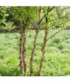 Cheap 🛒 Freedom Farms River Birch Tree 5G Pot - Trees ❤️