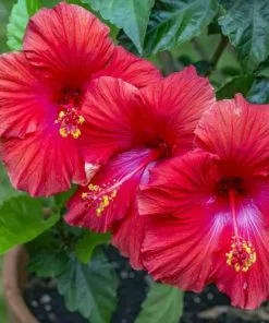 Outlet 😍 Sawyer Nursery Patio Tropical Hibiscus Bush 10 Inch Pot - Plants, Shrubs & Trees 🛒