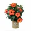 Coupon 🛒 Capstone Plants Hibiscus Hollywood Assorted Colors 2G Pot - Shrubs 🎁