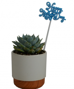 Discount ❤️ H & P Sales Small Succulent in Ceramic with Silver - 11155 - Annuals 😀