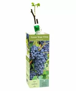 Buy 🧨 Van Zyverden, Inc. Van Zyverden Inc. Grape Mars - blue seedless 00815 - Plants, Shrubs & Trees ⌛