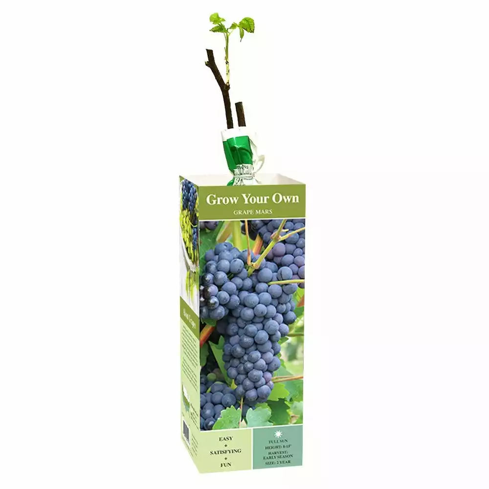 Buy 𧨠Van Zyverden, Inc. Van Zyverden Inc. Grape Mars - blue seedless 00815 - Plants, Shrubs & Trees β