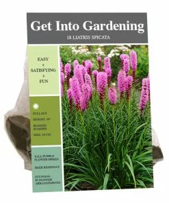 Outlet 🔔 Van Zyverden, Inc. Van Zyverden Inc. Liatris Spicata 00720 - Garden Center 😀