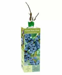 Budget 🛒 Van Zyverden, Inc. Van Zyverden Inc. Blueberry Jersey 00806 - Plants, Shrubs & Trees 🎉