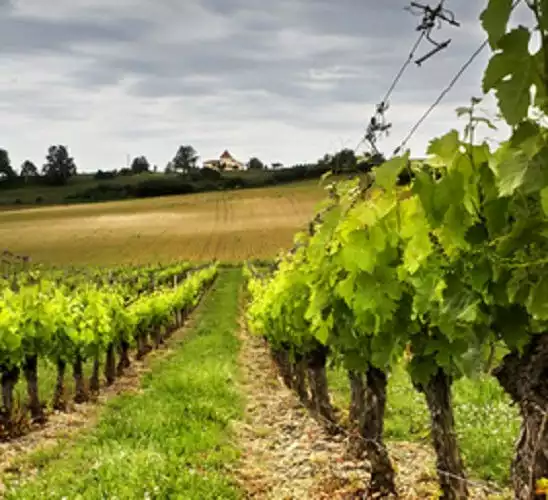 Best deal 🛒 Bird-X Irri-Tape Bird Scare Iridescent Holographic Tape, 500 Foot - Animal Repellants 🔔 - Image 6