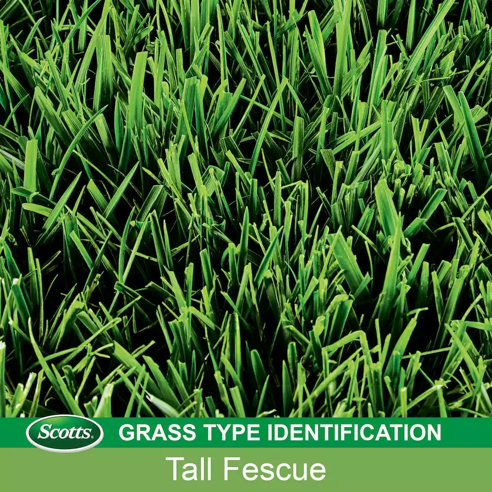 Wholesale π Scotts Turf Builder Tall Fescue Mix Grass Seed, 7 lb. - 18346 π - Image 3