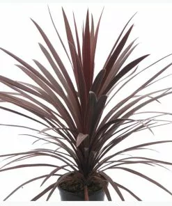 Deals 💯 Capstone Plants Cordyline 7 Inch Decorative Pot - Shrubs ⭐