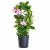 New ✔️ Sawyer Nursery Patio Tropical Mandevilla 2.5 Quart Pot - Plants, Shrubs & Trees 😀