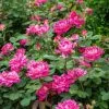 Cheapest ✨ Greenleaf Nursery Rose Knock Out Pink Double #2 Pot - Plants, Shrubs & Trees ⭐