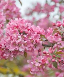 Coupon 😍 Freedom Farms Profusion Pink Flowering Crabapple Tree 5G Pot - Trees 🎁