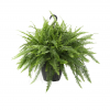 Brand new 😉 Costa Farms 10" Hanging Basket Boston Fern - BF10 - Plants, Shrubs & Trees 🥰