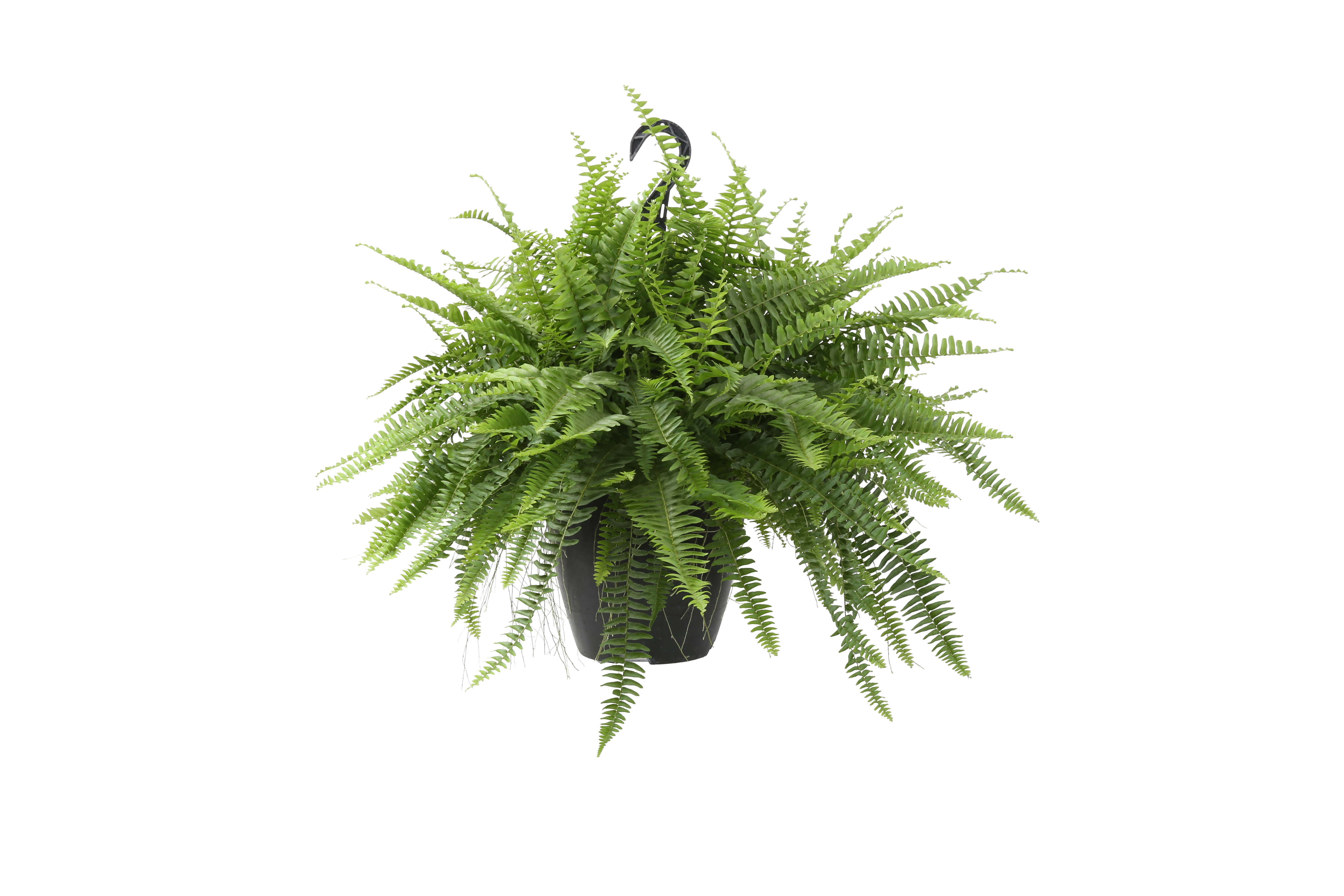 Brand new π Costa Farms 10" Hanging Basket Boston Fern - BF10 - Plants, Shrubs & Trees π₯°