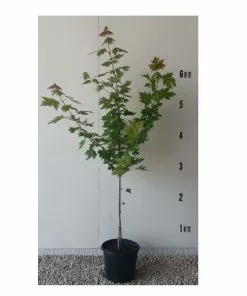 Coupon 🎉 Freedom Farms Autumn Blaze Maple Tree 5G Pot - Trees 🥰