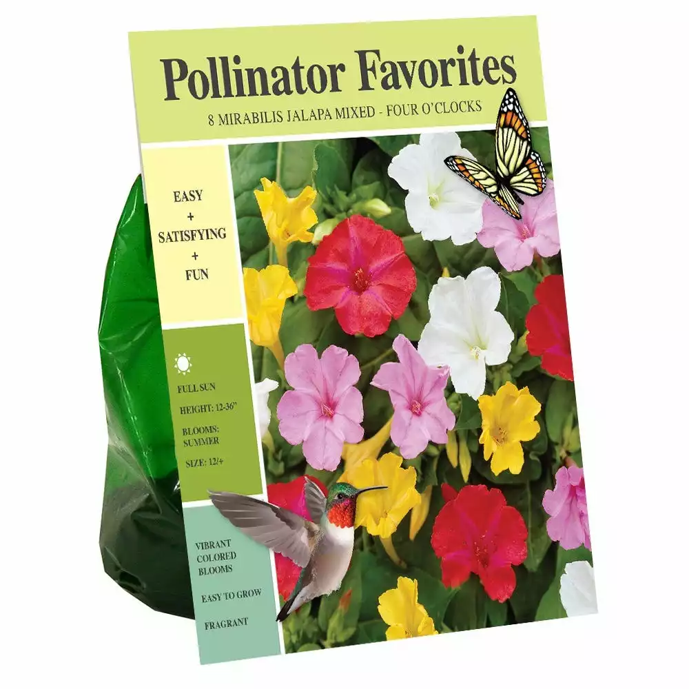 Outlet 🔔 Van Zyverden, Inc. Van Zyverden Inc. Mirabilis Jalapa Blend - Four O clocks 01980 - Garden Center 🤩