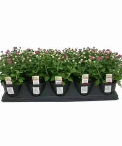 Deals 🥰 NMG 4In Mum Yellow Assorted - 92185 - Plants, Shrubs & Trees ⭐