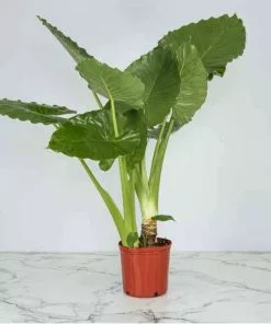 Coupon 😍 Capstone Plants Alocasia Borneo Giant 2G Pot - Shrubs 😉