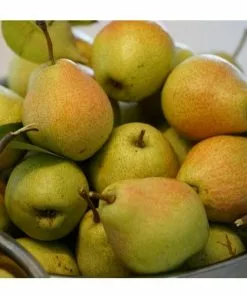 Outlet 🎁 Freedom Farms Kieffer Pear Fruit Tree 5G Pot - Trees 🧨