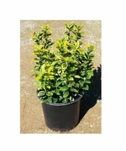 Buy 🌟 Park Hill Plants & Trees Golden Euonymus #1 Pot - Plants, Shrubs & Trees 🛒