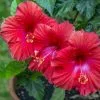 Brand new 🎁 Sawyer Nursery Patio Tropical Hibiscus Bush 2.5 Quart Pot - Plants, Shrubs & Trees 👍