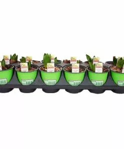 Deals 👍 NMG Prefinished Hyacinth .75Qt Assorted Color - 67226 - Plants, Shrubs & Trees 🧨