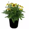 Best Sale 🎉 NMG 2.5Qt Coreopsis Uptick - 93375 - Plants, Shrubs & Trees ❤️