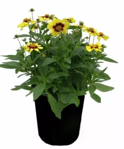 Best Sale 🎉 NMG 2.5Qt Coreopsis Uptick - 93375 - Plants, Shrubs & Trees ❤️