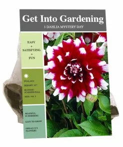 Buy ✔️ Van Zyverden, Inc. Van Zyverden Inc. Dahlia Décor BiColor Mystery Day 09497 - Garden Center 🛒
