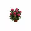 Best reviews of 🥰 Capstone Plants Rose Premium Hybrids Assorted Colors 2G Pot - Shrubs ❤️