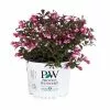 Cheapest 🥰 Capstone Plants Weigela Proven Winner Assorted Colors 2G Pot - Shrubs 🎉