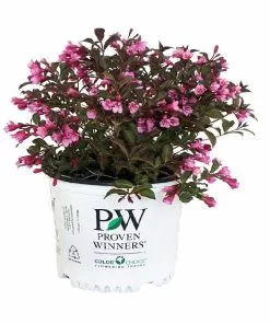 Cheapest 🥰 Capstone Plants Weigela Proven Winner Assorted Colors 2G Pot - Shrubs 🎉