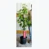 Discount 🧨 Freedom Farms White Kousa 🐶 Dogwood Flowering Tree 5G Pot - Trees 🌟
