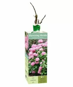 Wholesale 👏 Van Zyverden, Inc. Van Zyverden Inc. Hydrangea Peegee Pink 01772 - Plants, Shrubs & Trees 😍
