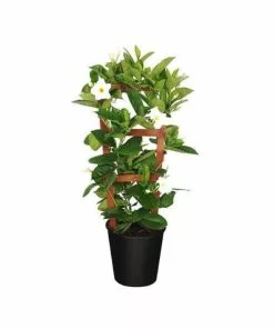 New ⌛ Sawyer Nursery Patio Tropical Mandevilla White 10 Inch Pot - Plants, Shrubs & Trees ⭐