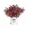 Budget 🎁 Capstone Plants Weigela Proven Winner Wine & Roses 8 Inch Pot - Shrubs 🔥