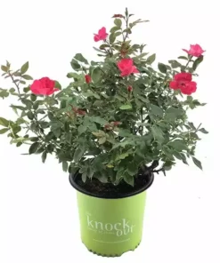 Promo ๐ Capstone Plants Rose Knockout Assorted Colors 2G Pot - Shrubs ๐