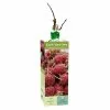 Cheapest 😉 Van Zyverden, Inc. Van Zyverden Inc. Raspberry Brandywine - 00811 - Plants, Shrubs & Trees 🧨