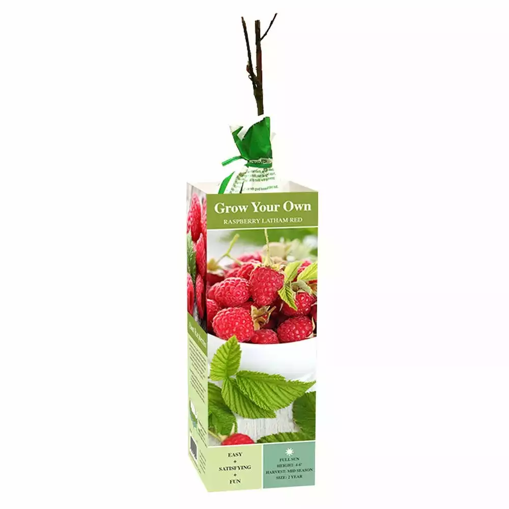Discount π Van Zyverden, Inc. Van Zyverden Inc. Raspberry Latham Red 00809 - Plants, Shrubs & Trees π