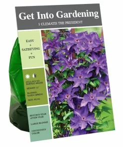 Cheap 🔥 Van Zyverden, Inc. Van Zyverden Inc. Clematis President 01725 - Garden Center 🥰