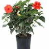 Buy 🎉 Costa Farms 10" Hibiscus Bush - 1.70GHIBUSHASRT - Plants, Shrubs & Trees 🧨