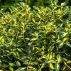 Coupon 😉 Greenleaf Nursery Moonshadow 'Euonymus ' #1 Pot - Plants, Shrubs & Trees 🤩