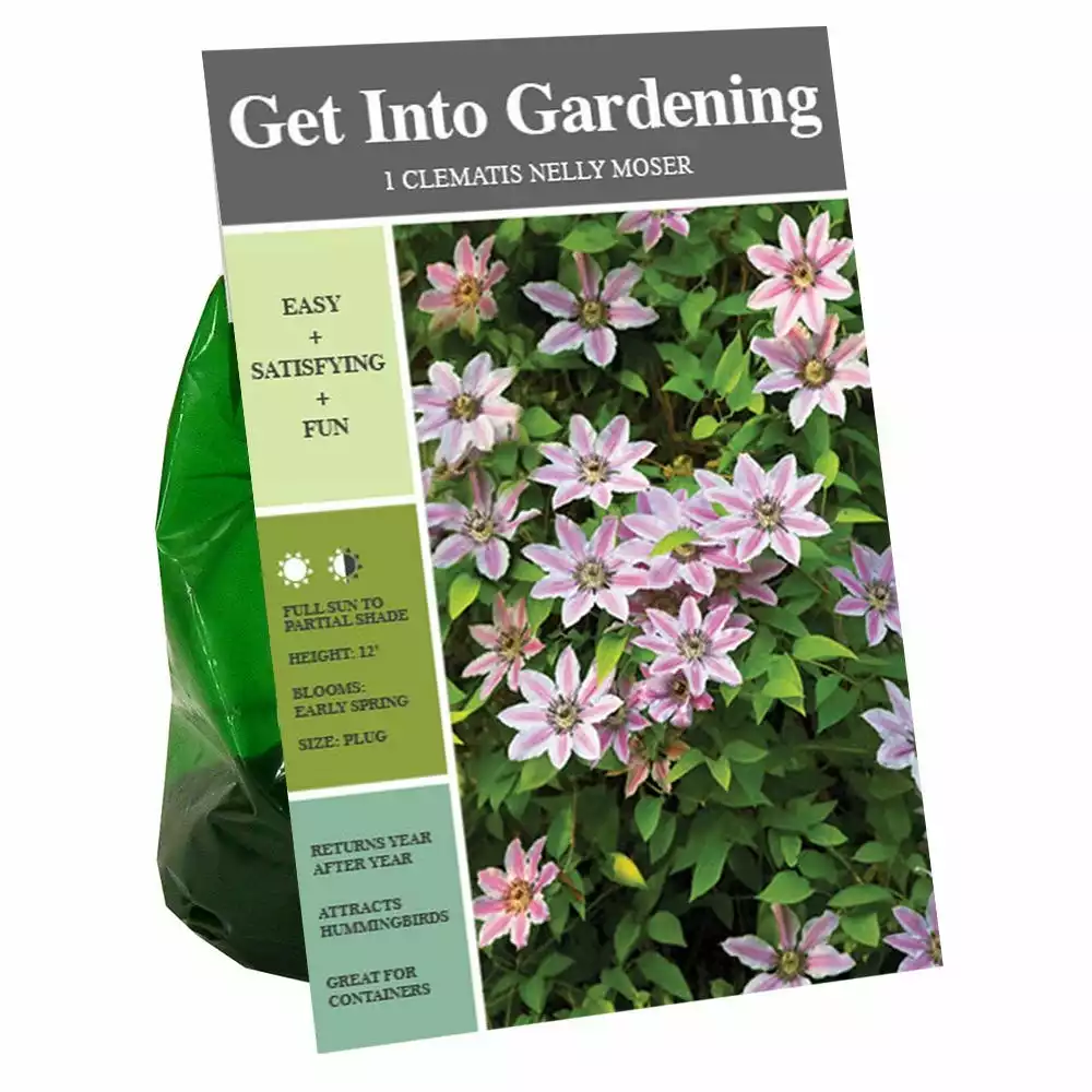 Hot Sale β Van Zyverden, Inc. Van Zyverden Inc. Clematis Nelly Moser 01727 - Garden Center π