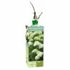 Outlet 🥰 Van Zyverden, Inc. Van Zyverden Inc. Hydrangea Annabelle 01787 - Garden Center 🛒