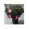 Best Pirce 💯 Sawyer Nursery Patio Tropical Dipladenia Bush 2.5 Quart Pot - Plants, Shrubs & Trees 🌟
