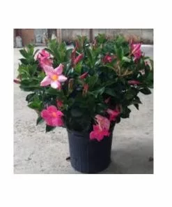 Best Pirce 💯 Sawyer Nursery Patio Tropical Dipladenia Bush 2.5 Quart Pot - Plants, Shrubs & Trees 🌟