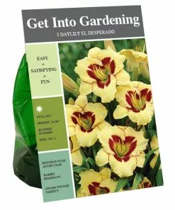 Hot Sale 🧨 Van Zyverden, Inc. Van Zyverden Inc. Daylily El Desperado 01737 - Garden Center 😉
