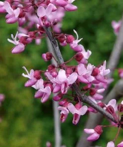 Hot Sale 🧨 Freedom Farms Forest Pansy Redbud Tree 5G Pot - Trees 🔔