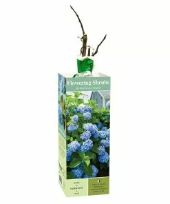 Wholesale 🎁 Van Zyverden, Inc. Van Zyverden Inc. Hydrangea Nikko Blue 01773 - Plants, Shrubs & Trees 🥰