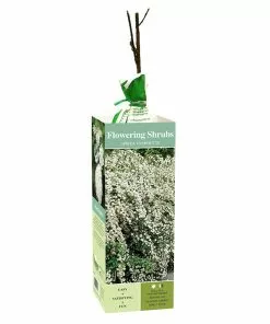 Cheap 🎉 Van Zyverden, Inc. Van Zyverden Inc. Spiraea Van Houtte 01774 - Garden Center 🌟
